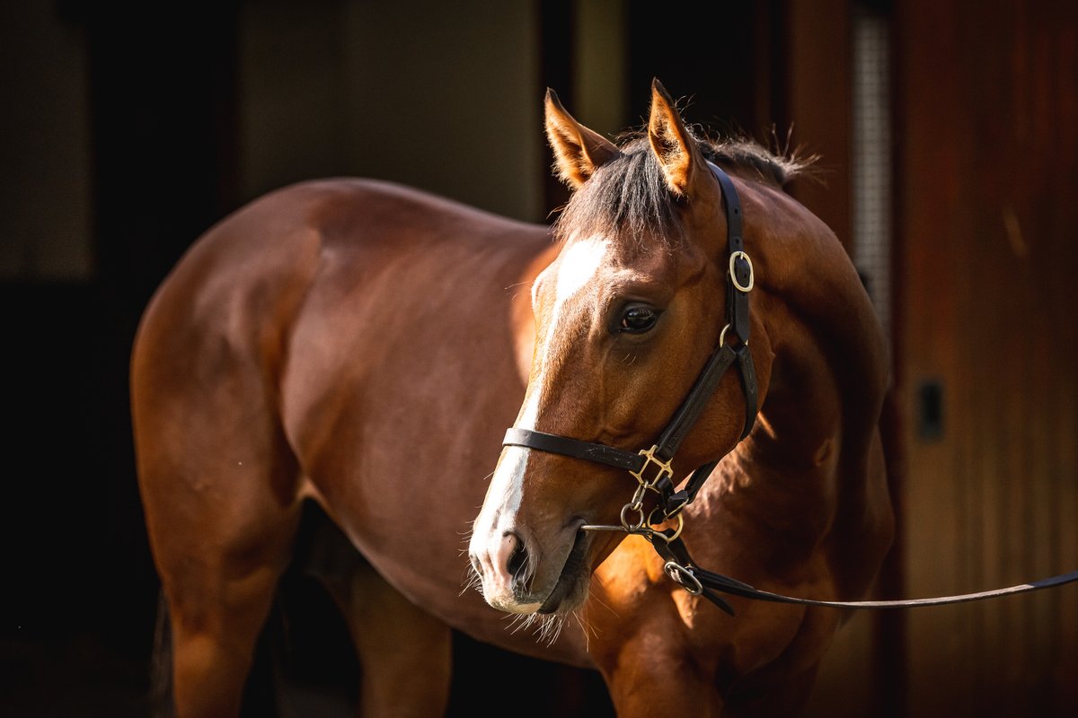 #Calandagan came from the back of the field and accelerated strongly to win the Gr.3 Prix Noailles with ease for his first attempt at Group level at @paris_longchamp today. He's the second foal out of Gr.3 placed #Calayana (Sinndar). 📸: Calandagan as a yearling