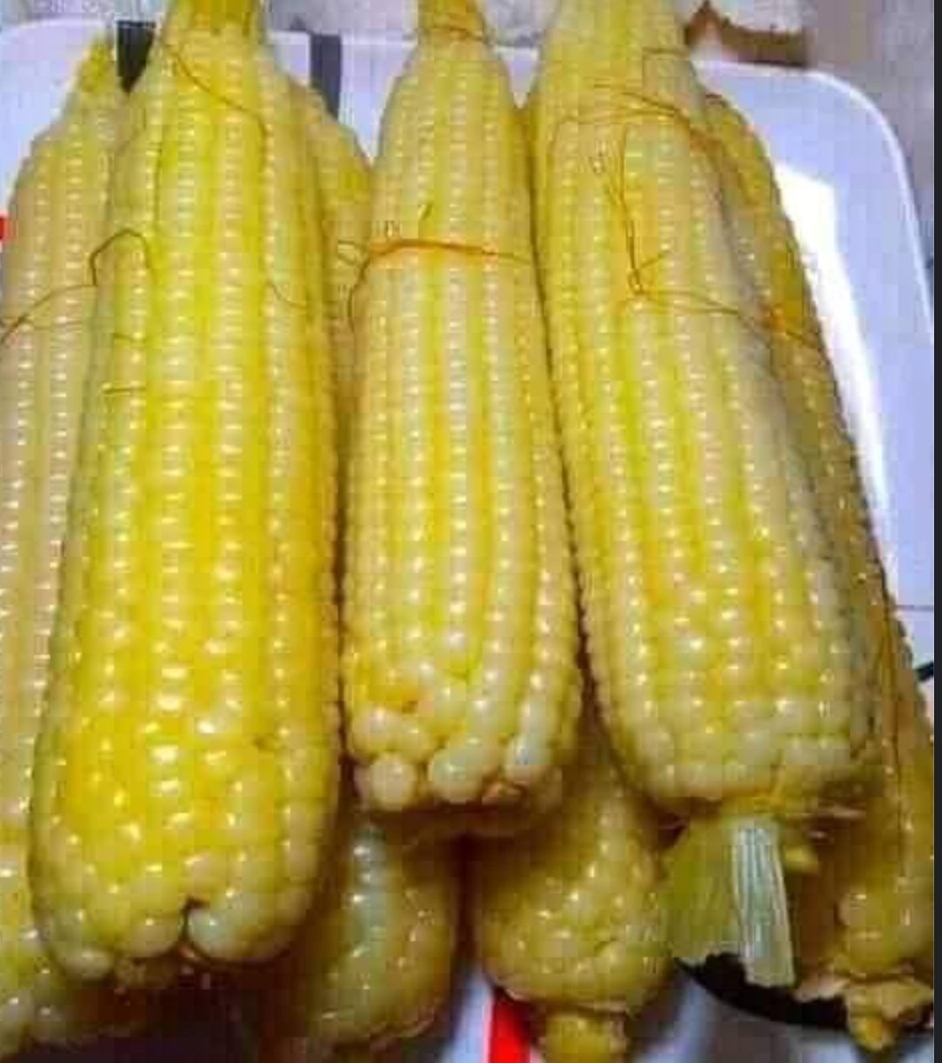 How do you enjoy your Maize after harvesting ?

Roasted Maize                  Or   Cooked Maize