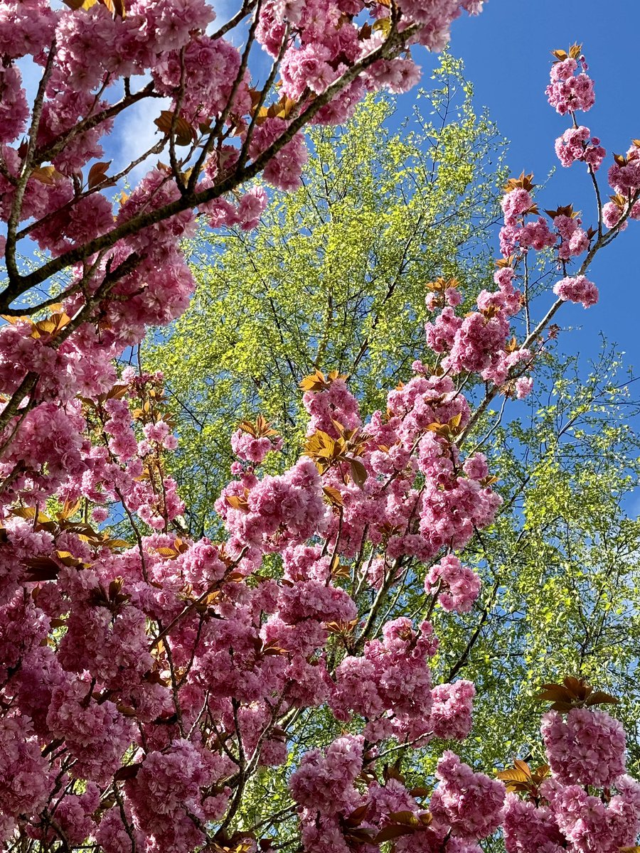 There’s a moment when the Sky is the perfect Blue , when the leaves are a perfect Green and when the Blossom is a perfect Pink . What’s appearing in your garden that’s having its moment ? #Shropshire