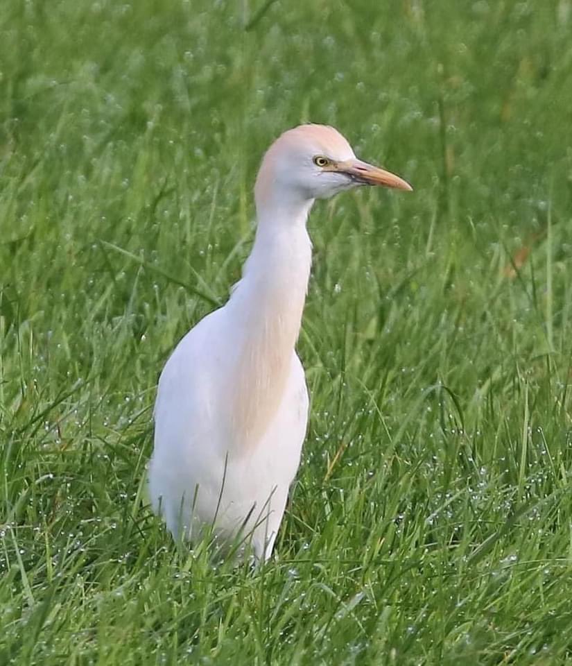 Cattle Egrets in North Devon this morning 😊