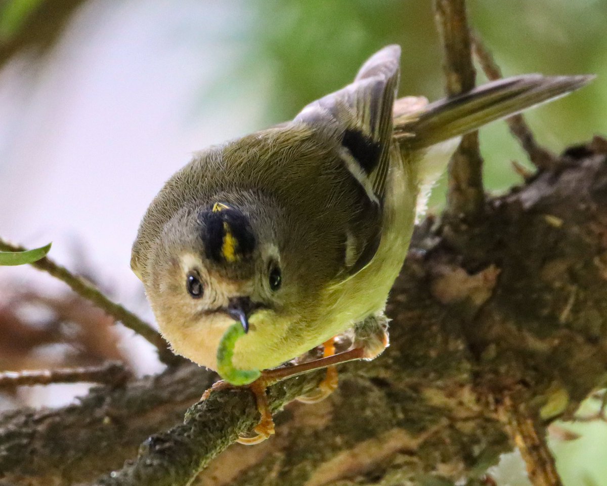 Continue to be amazed by London wildlife. Stumbled across a Goldcrest nest in Finsbury Park and I’m absolutely obsessed. Such lovely little birds and deserving of their scientific name R.regulus 👑 @FinsParkFriends @WildLondon @Natures_Voice