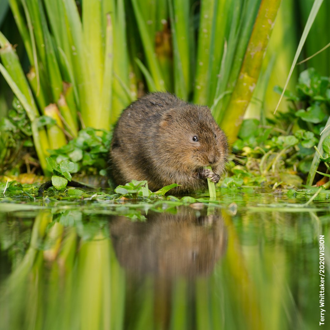 Water voles, or 'Ratty', are a delightful sight during April when they begin to breed. Keep an eye out for burrows in the riverbank, surrounded by a nibbled 'lawn' of grass with a distinctive 45° angled cut!

#wildlife #nature #uknature #ukwildlife #animals #derbyshirewildlife