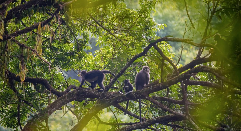 In the lush forests of Mangshi, a county-level city in #Yunnan, lives a troop of Phayre's leaf monkeys, totaling around 320, currently the largest known population of such species in a single region within China.
#GreenChina #WildChina #biodiversity #NewEraChina
