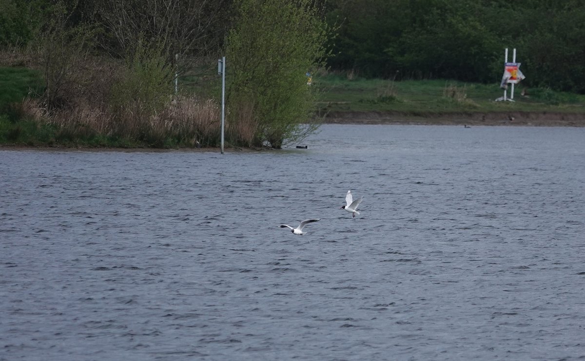 Brilliant morning at Elton, wasnt expecting an Osprey to be flying over the reservoir at 06:30, seen distantly from the canal so terrible record shots taken (lower right bird in the photos). Also Arctic Tern, Ringed Plover, 3 Med Gulls, 2 Wheatear, 5 Willow Tits. @PatchBirding