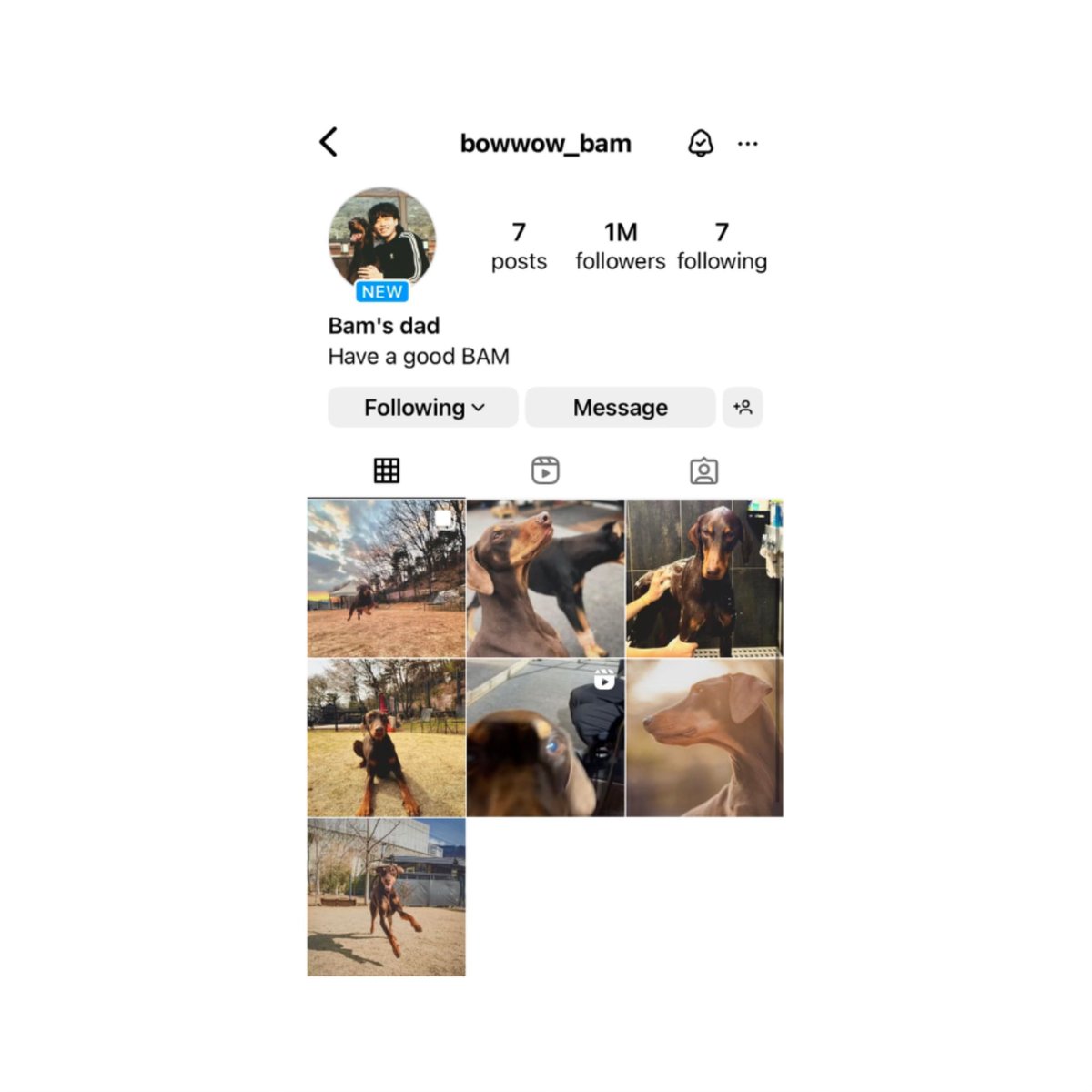 Jeon Bam now officially holds the record for the fastest pet account to reach 1 million followers on Instagram (14 hours).