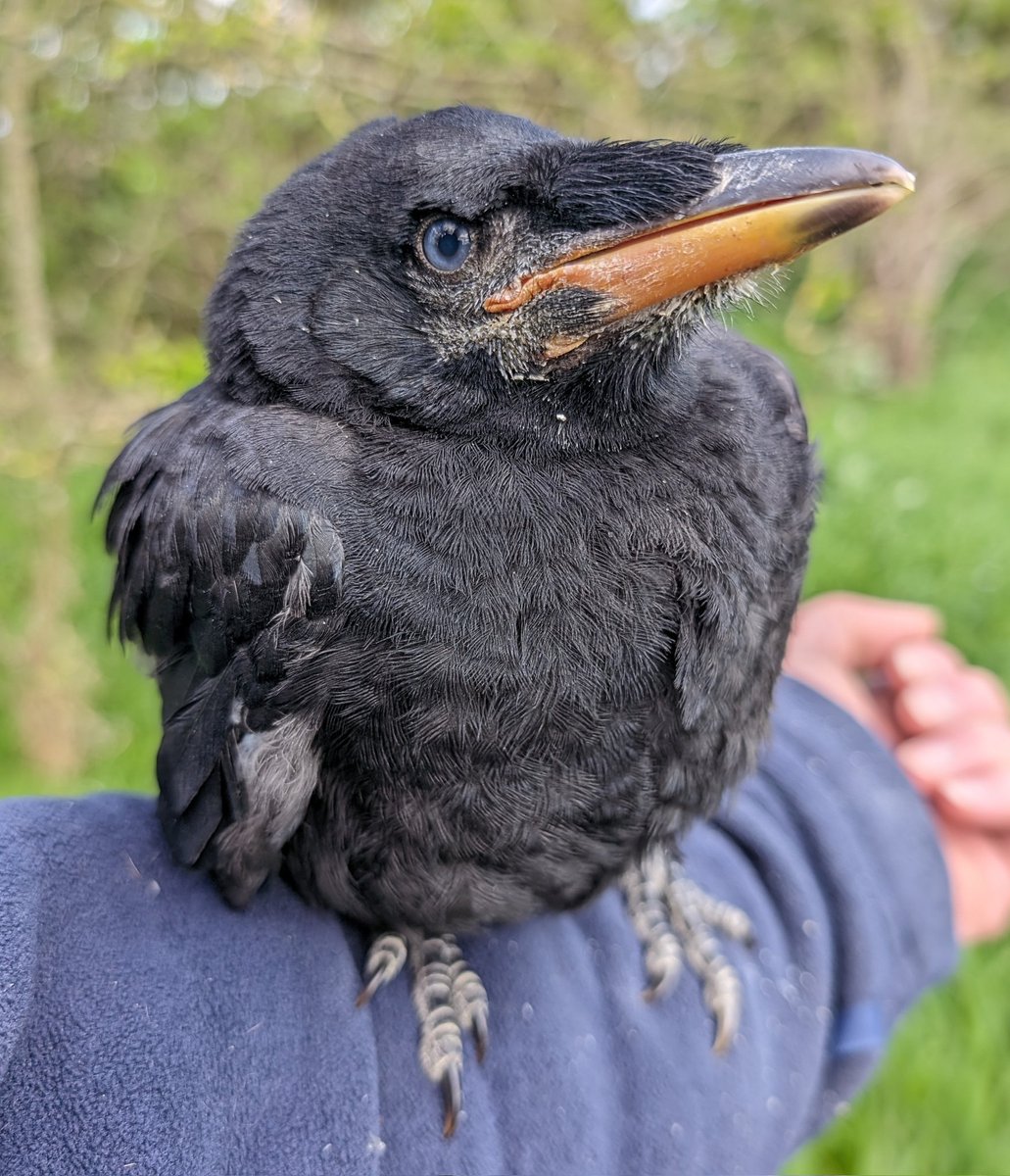 We ringed our first nestlings of the year today. I love the eye colour of baby Rooks!