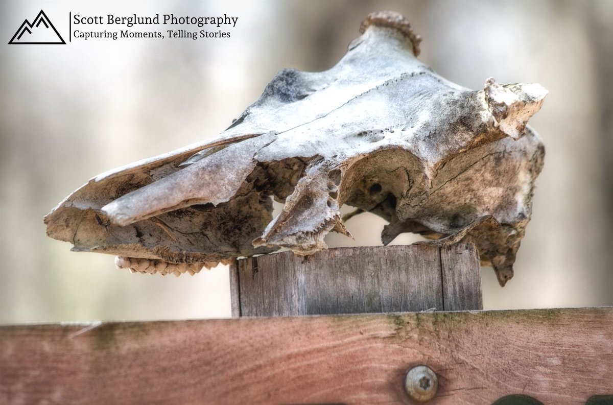 SHB_Photography's tweet photo. Yesterday I just had to head over to Springbrook Nature Center and hit the trails. While I was on one of the trails I came across this skull that someone had placed on top of one of the trail marker signs.
#ScottBerglundPhotography #Photography #SpringbrookNatureCenter #Skull https://t.co/oijzXb8mmo