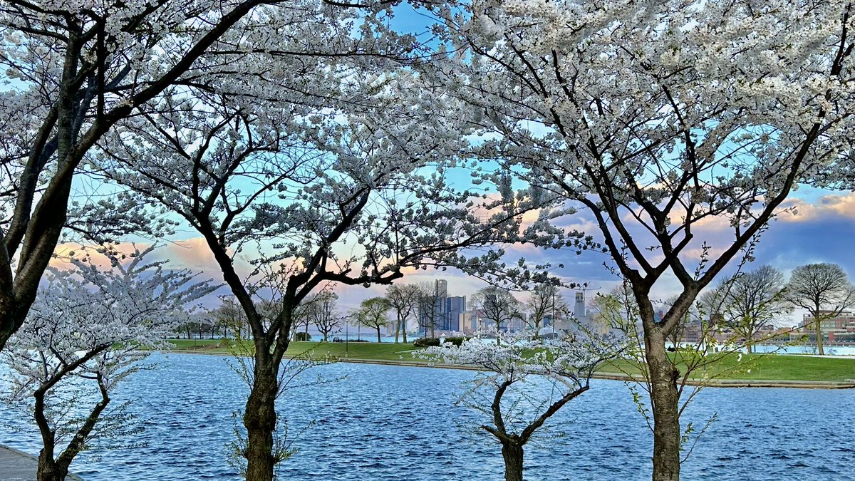 Cherry blossoms are in full bloom on Belle Isle. Also have to say, props to the @MichiganDNR + @MiStateParks for the improved state of this gem and its upkeep. #PureMichigan
