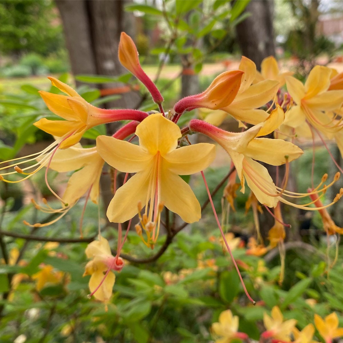 The deciduous azalea, 'My Mary' in bloom in the garden. #azalea #gardening #garden #botanicalgarden #discoversouthcarolina