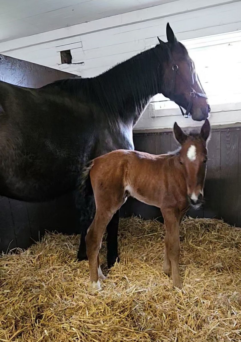 Föl nr 3 sto Calgary Games-Ultimate Wine