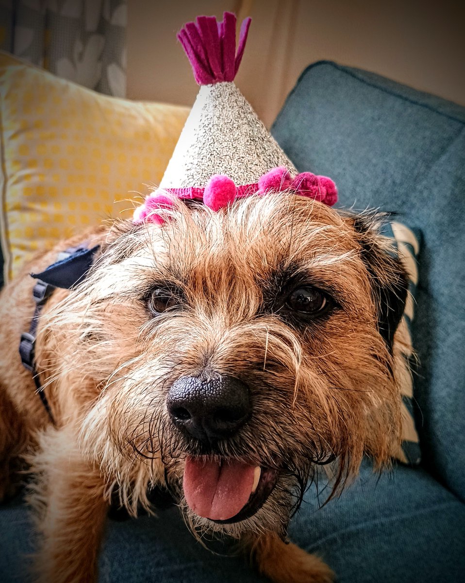 Sniffs_n_Licks's tweet photo. Today is my 4th birthday! I have opened my presents, been for walkies and been subjected to the obligatory photoshoot. Now to be spoilt by grandpawrents! 🐾🐾 #BTPosse #lockdownpup https://t.co/Ph9deuhSkR