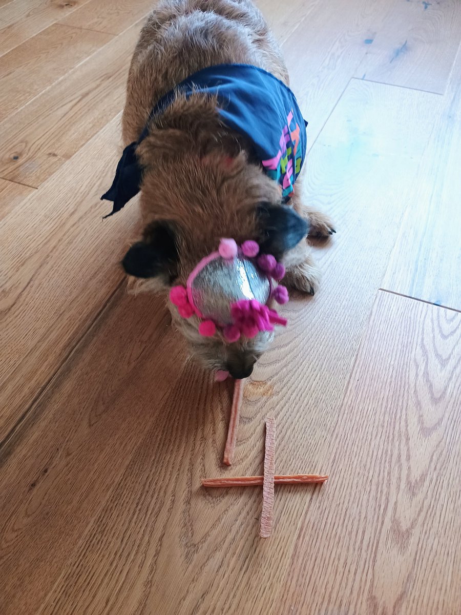 Sniffs_n_Licks's tweet photo. Today is my 4th birthday! I have opened my presents, been for walkies and been subjected to the obligatory photoshoot. Now to be spoilt by grandpawrents! 🐾🐾 #BTPosse #lockdownpup https://t.co/Ph9deuhSkR