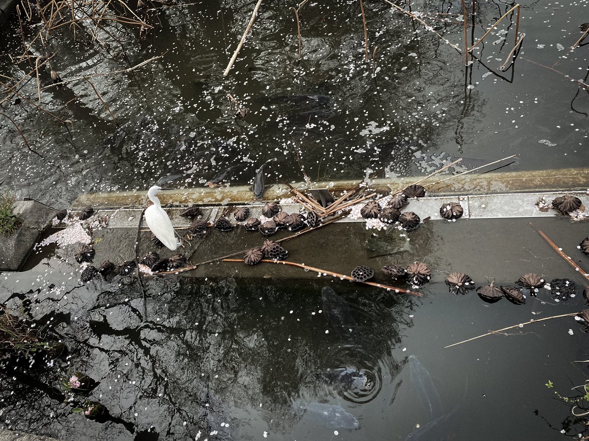 HollyOakLife's tweet photo. Somehow mystical・° 桜の花びらと蓮、水面の枝の影と水輪、そして白鷺・° #tokyo #springscene #whiteheron #ueropark #flowerpetals #ephemeral #花見 #白鷺 #春の光景 #上野公園 #東京 https://t.co/v2YGD6FNVP