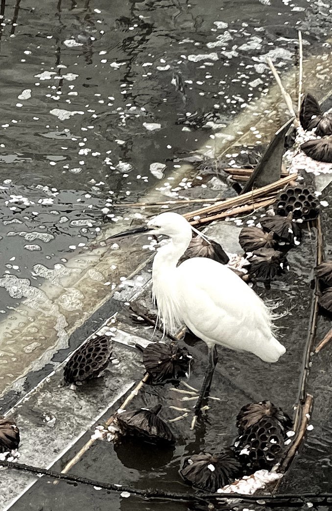 HollyOakLife's tweet photo. Somehow mystical・° 桜の花びらと蓮、水面の枝の影と水輪、そして白鷺・° #tokyo #springscene #whiteheron #ueropark #flowerpetals #ephemeral #花見 #白鷺 #春の光景 #上野公園 #東京 https://t.co/v2YGD6FNVP