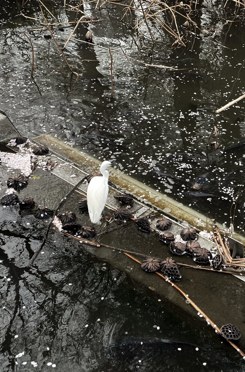 HollyOakLife's tweet photo. Somehow mystical・° 桜の花びらと蓮、水面の枝の影と水輪、そして白鷺・° #tokyo #springscene #whiteheron #ueropark #flowerpetals #ephemeral #花見 #白鷺 #春の光景 #上野公園 #東京 https://t.co/v2YGD6FNVP