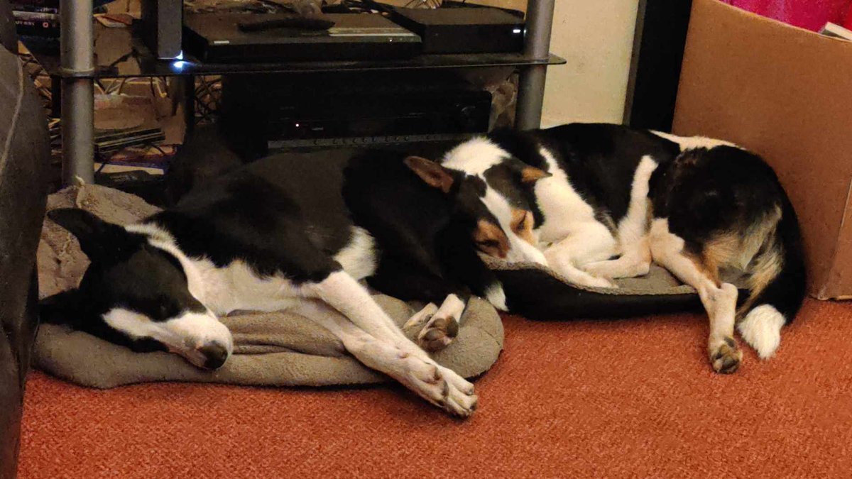 Diane Hart Collie Dog Rescue, Wales tweet media