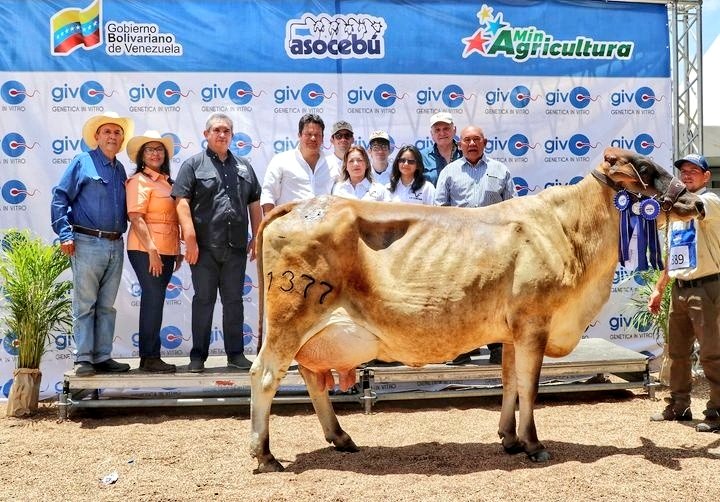 #NotiAsocrica compuesta  F1 Gir Carora, CUMANA GIRCA 1377 establece Record de 105,264 Kgs (52,632 Kgs/día) en Feria Nacional del Cebú y sus Cruces, Caracas 2024. Logrando el Gran Campeonato Multipara.
#RazaCarora demostrando capacidad para mestizar rebaños con propósito lechero