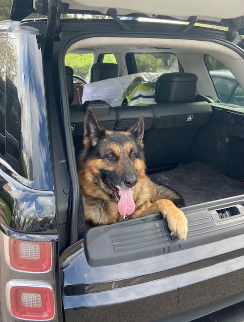 Thor is 9yrs old and he can live with kids and other #dogs, Thor is a calm and easy boy who needs a new home due to a change in circumstances #GermanShepherd #London gsrelite.co.uk/thor-6/