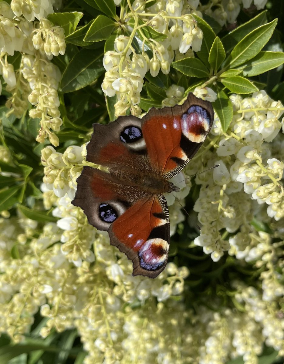 @coge61 My first Peacock Butterfly 🦋 of the year!