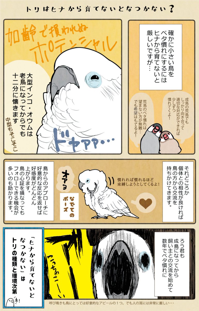 鳥が身近に居ないと知ることがない、不思議なコンパニオンバードの世界。(1/2) 