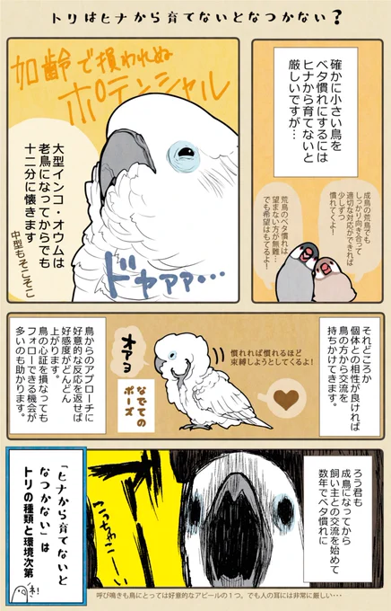 鳥が身近に居ないと知ることがない、不思議なコンパニオンバードの世界。(1/2) 