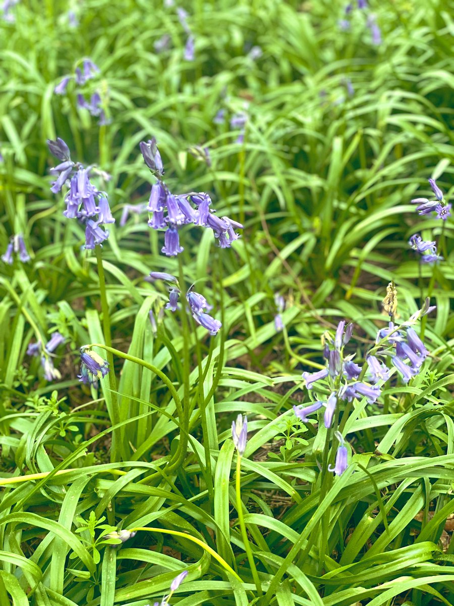 The annual miracle of bluebells. #FlowerReport