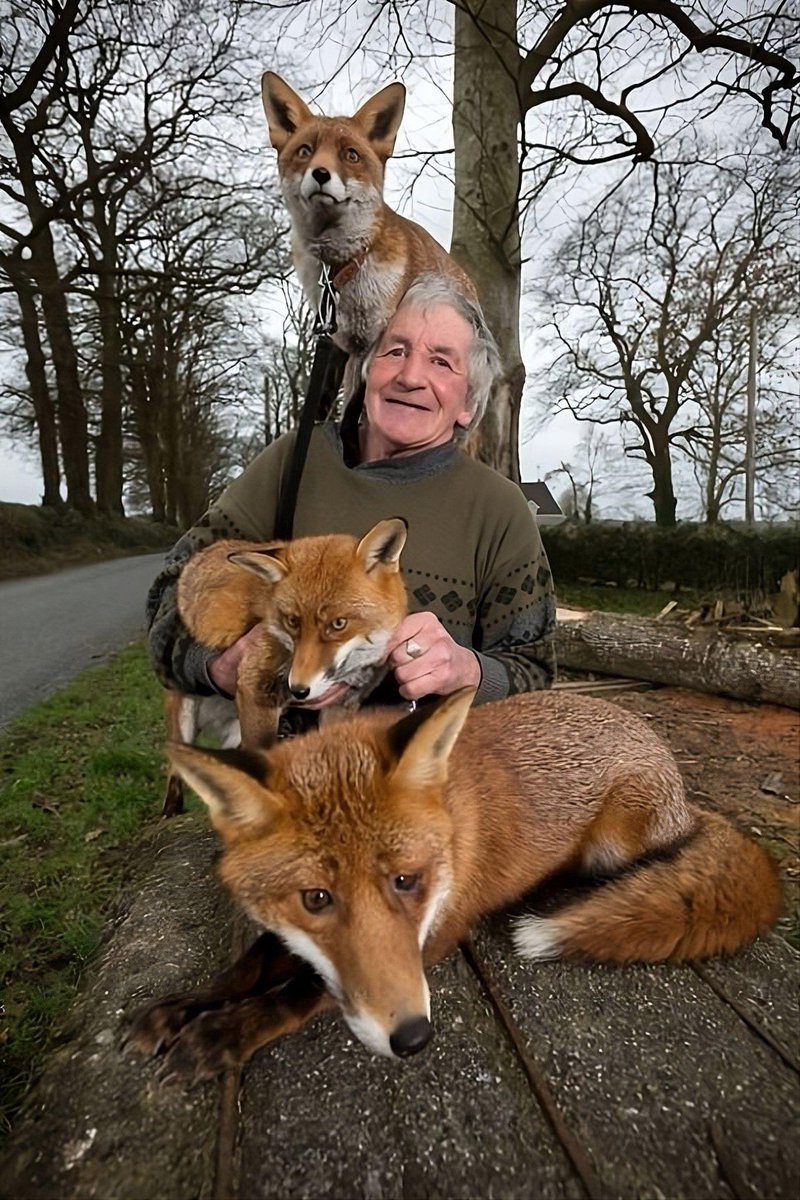 These foxes were abandoned as pups and then nursed back to health by this fine Irishman. And even though they were free to return to the wild, they decided to stay with him - forever.