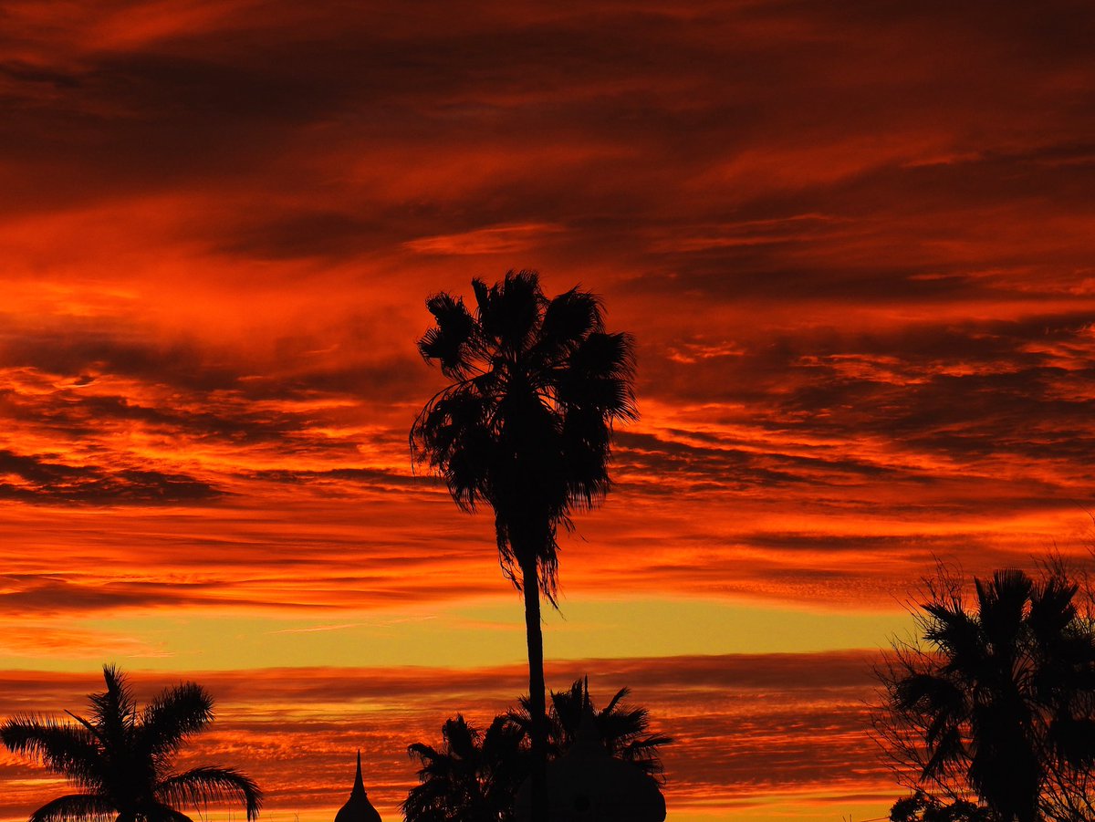 jwhirales's tweet photo. Sky on fire / Cielo en llamas #skyonfire #cieloenllamas #redsky #cielorojo #sunset #palmtree #palmera #sunset #atardecer #guaymas #sonora #mexico #redclouds #nubesrojas https://t.co/bJND47Vqud
