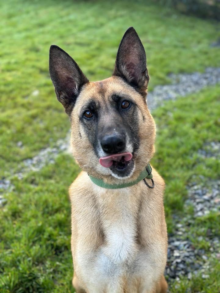 Kola is 8yrs old but don't let this girl's age put you off as she still runs rings around the younger #dogs at the #Cornwall kennels and loves learning new tricks #GermanShepherd gsrelite.co.uk/kola/