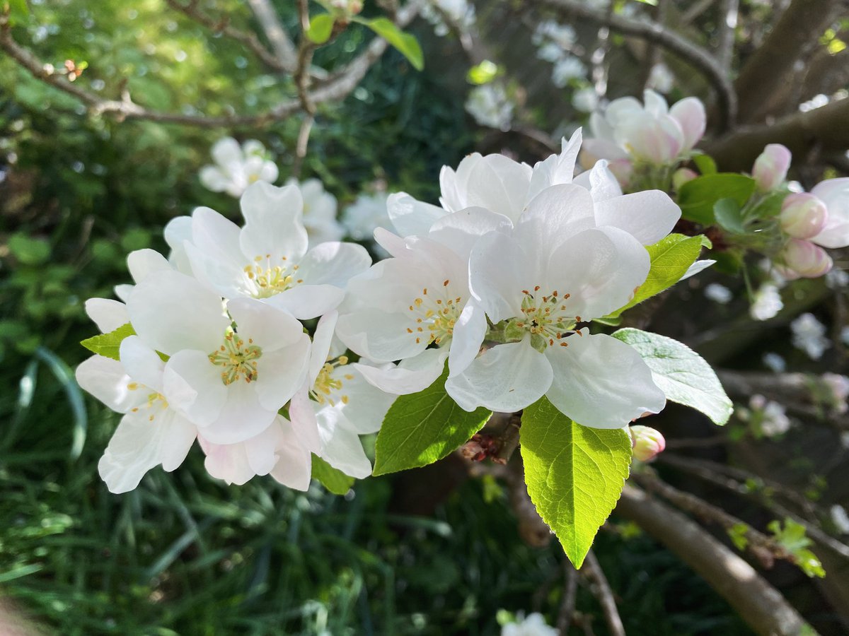 Apple blossom looking beautiful ☺️