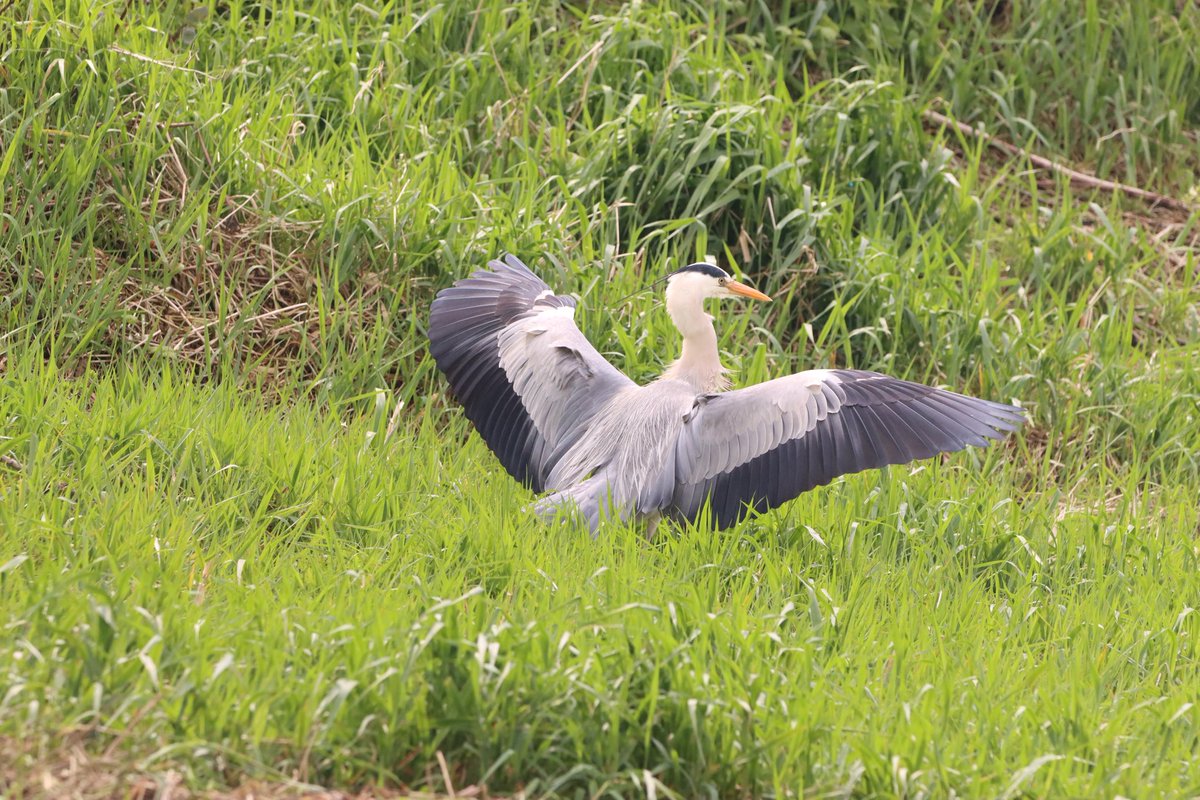 Timelapse sequence of a Grey Heron coming in to land on Newry Canal along the Towpath this morning.📷𓅣 #greyheron #heron #birdinflight #bif #thelanding #raw #nofilter #noedits #timelapse #sequence