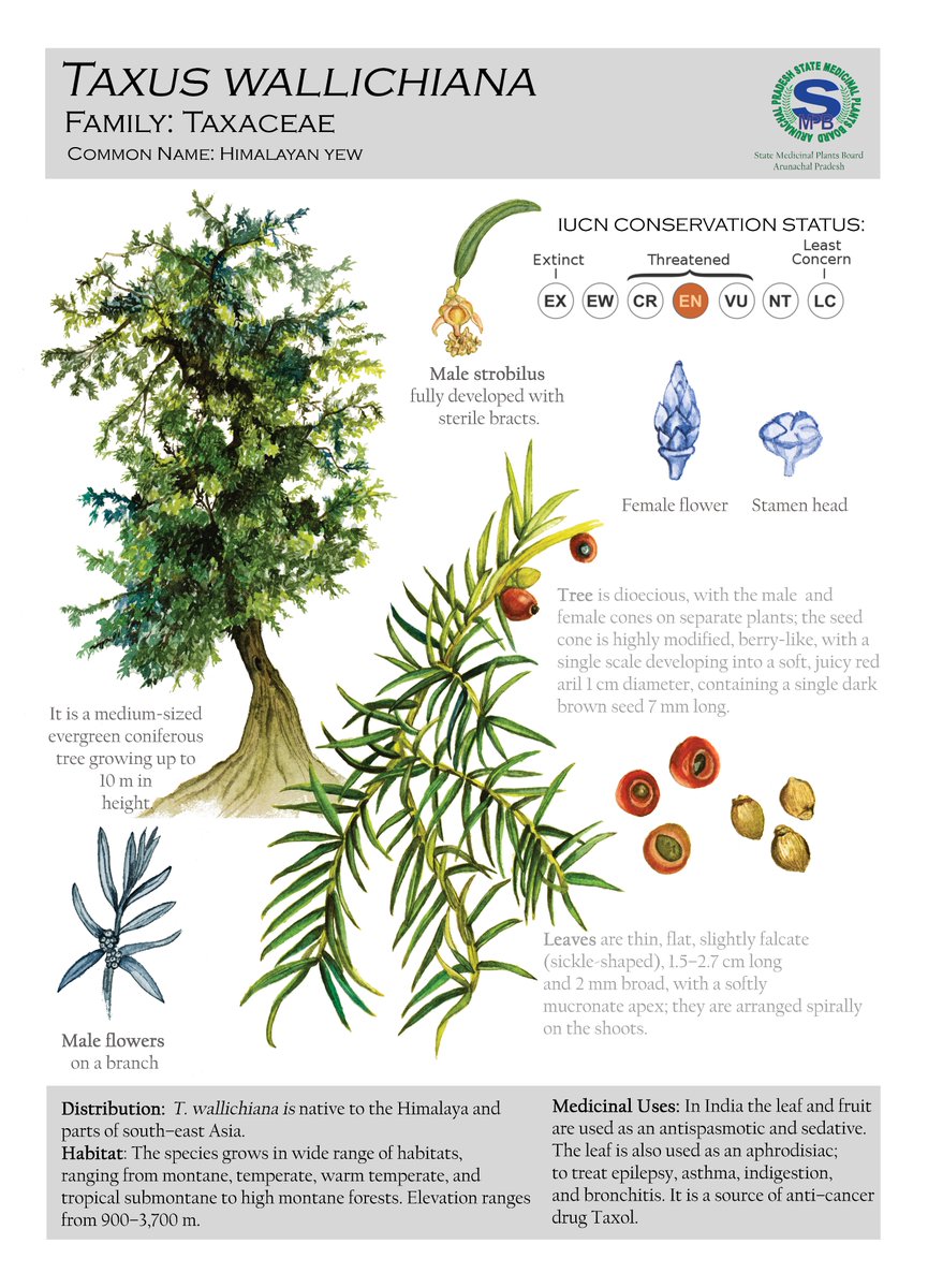 RaviJambhekar's tweet photo. One of my favourite plates in this plant series was this one #taxus I saw a sister species #taxusbaccata in the UK but #taxuswallichiana is endemic to the Himalayan region.
#wildplants #plantsandart #artforwildlife #medicalscience #wildlifeonearth #naturalhistoryillustration https://t.co/EC6PXeB1ya