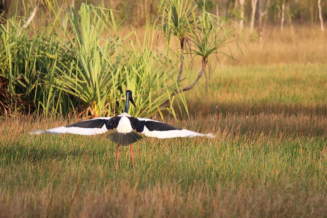BernieAWB's tweet photo. @RCederfjard Black neck stork (Jabiru), photographed at Rum Jungle, in the Northern Territory, Australia. https://t.co/qENaF5vJVG