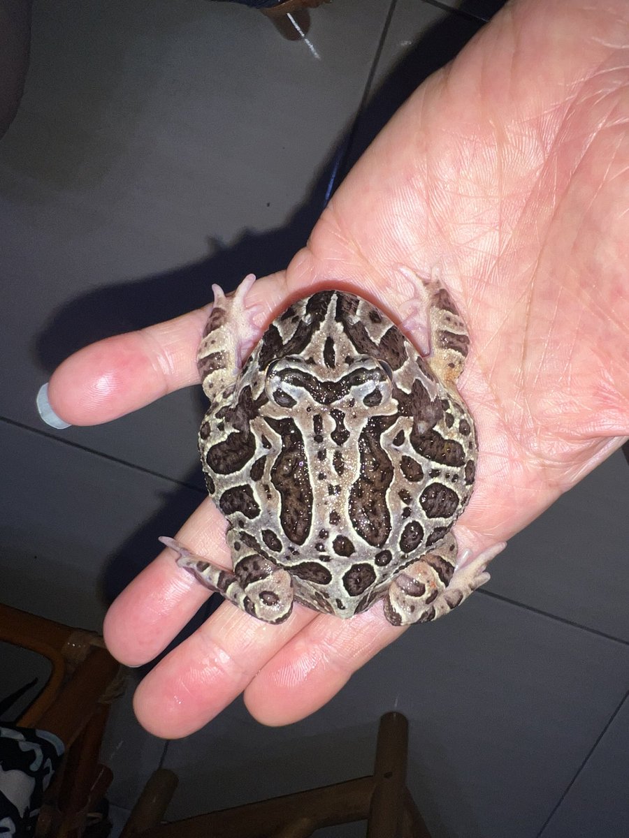 Melano_Wu's tweet photo. argentine horned frog https://t.co/Evjd35KoLG