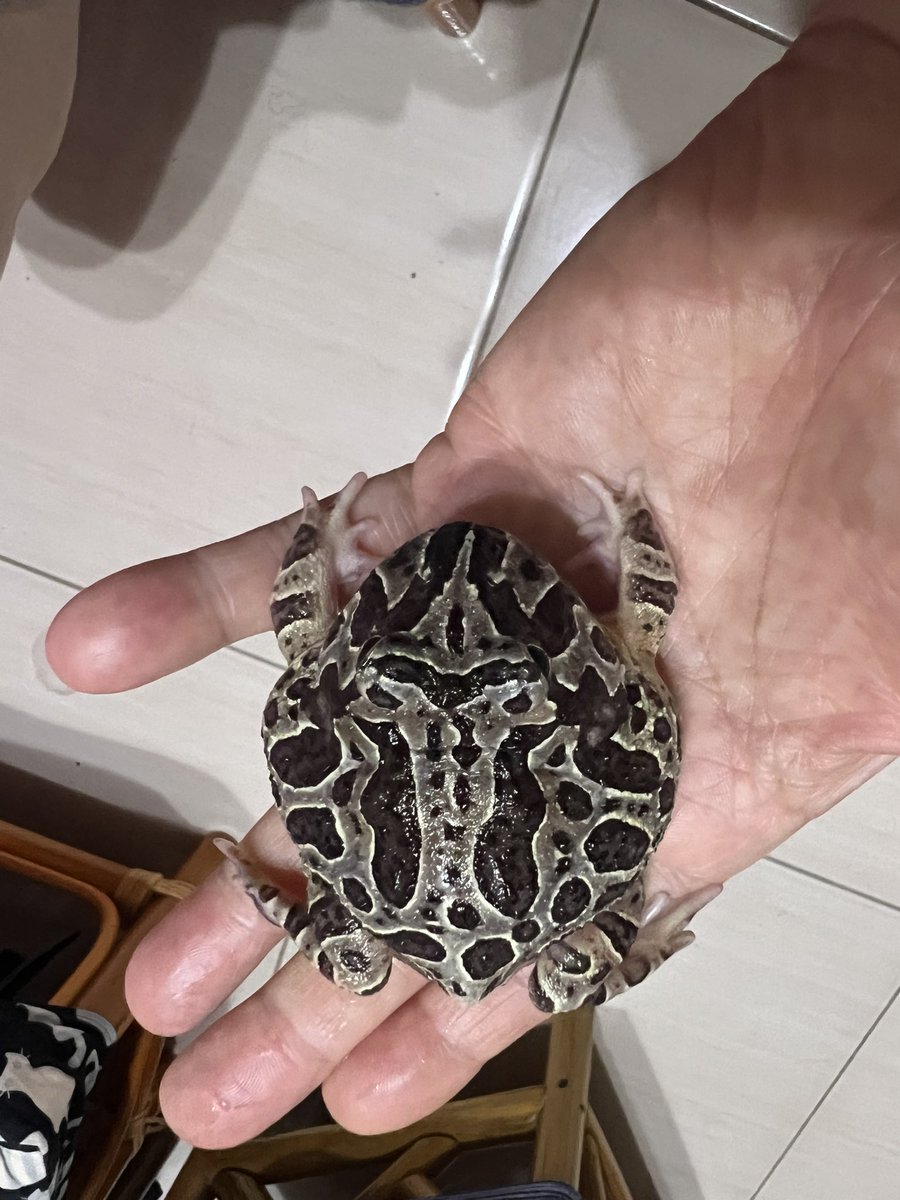 Melano_Wu's tweet photo. argentine horned frog https://t.co/Evjd35KoLG