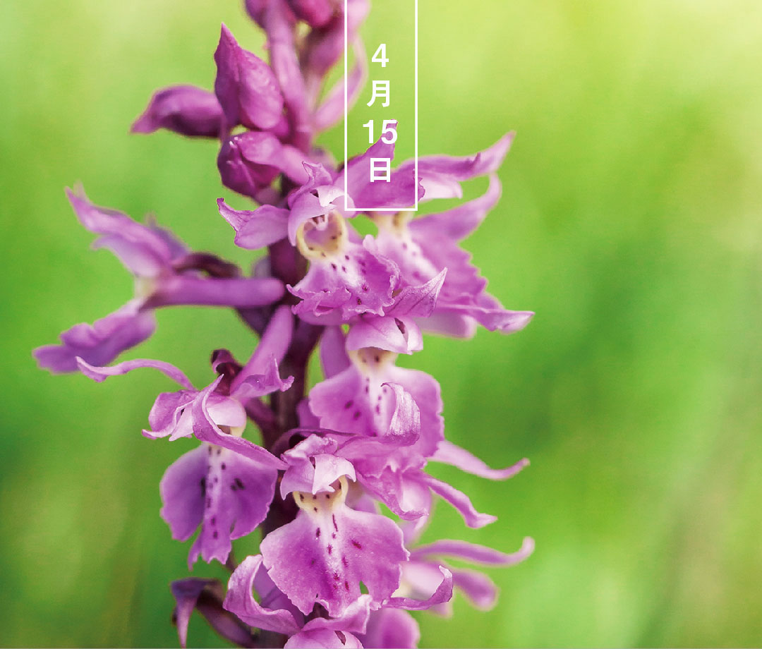 今日の誕生花は「ハクサンチドリ／白山千鳥」。
花言葉は「素晴らしい」です。

石川県と岐阜県にまたがる白山で発見されました。6～8月、千鳥が飛んでいるような形の、紫色の花を穂状に咲かせます。まれに白い花も。

▼暦や季節の読み物を毎日お届けしています♪
543life.com