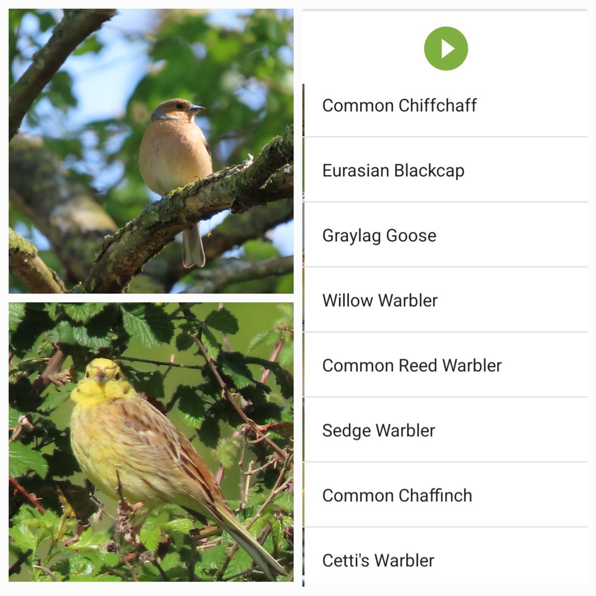 Wonderful spring soundtrack as we walked around @Natures_Voice Ouse Fen (Over) today. First time hearing - if not seeing - so many warblers in the reeds. Booming bitterns too. Superb! @CambsBirdClub