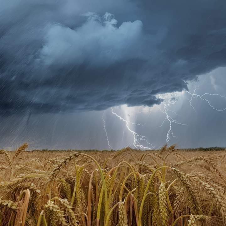 *اے اللہ پاک۔۔۔! پکی ہوئی فصلوں کو طوفانی موسم سے بچا۔ بارشوں کو باعث رحمت بنا دے اور کسانوں کی محنت ضائع ہونے سے بچا لے🌧آمین یارب العالمین 🤲* #Iran #الحرب_العالمية_الثالثة