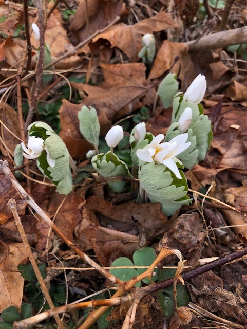 Sunday 'Peace' of #CVNP: 'Spring is a whimsical wanderer, blooming beauty along her path.' Angie Wettland Crosby Where will your spring wanderings take you? NPS Photo.