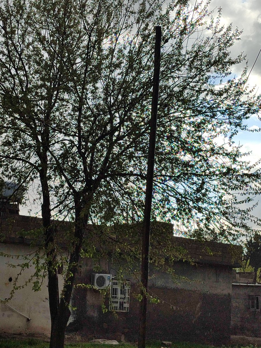 5n5k5's tweet photo. Yakında ya köyde facia olacak bu elektrik direkleriden sebep, hepsi yanmış,bazılarının telleri kopmuş, değişmesi lazım,
Lütfen yardımcı olun, 
Yığınak Mah.cayir sok.karakopru.
@hasansildak 
@mkasimgulpinar_ 
@TEDASKurumsal 
@nihatcftc 
@sanliurfabld 
@Karakoprubel https://t.co/Y6MwxzAqkd