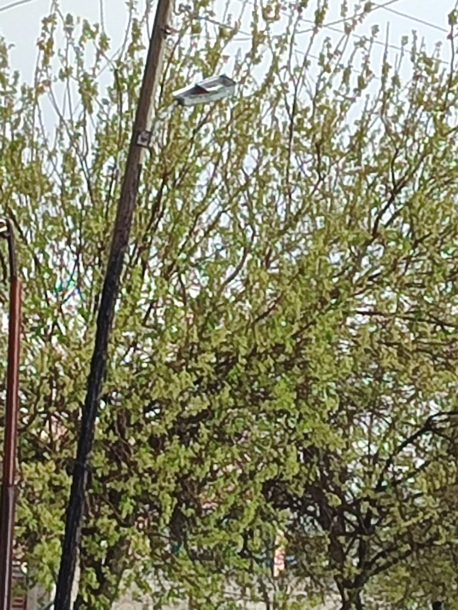 5n5k5's tweet photo. Yakında ya köyde facia olacak bu elektrik direkleriden sebep, hepsi yanmış,bazılarının telleri kopmuş, değişmesi lazım,
Lütfen yardımcı olun, 
Yığınak Mah.cayir sok.karakopru.
@hasansildak 
@mkasimgulpinar_ 
@TEDASKurumsal 
@nihatcftc 
@sanliurfabld 
@Karakoprubel https://t.co/Y6MwxzAqkd