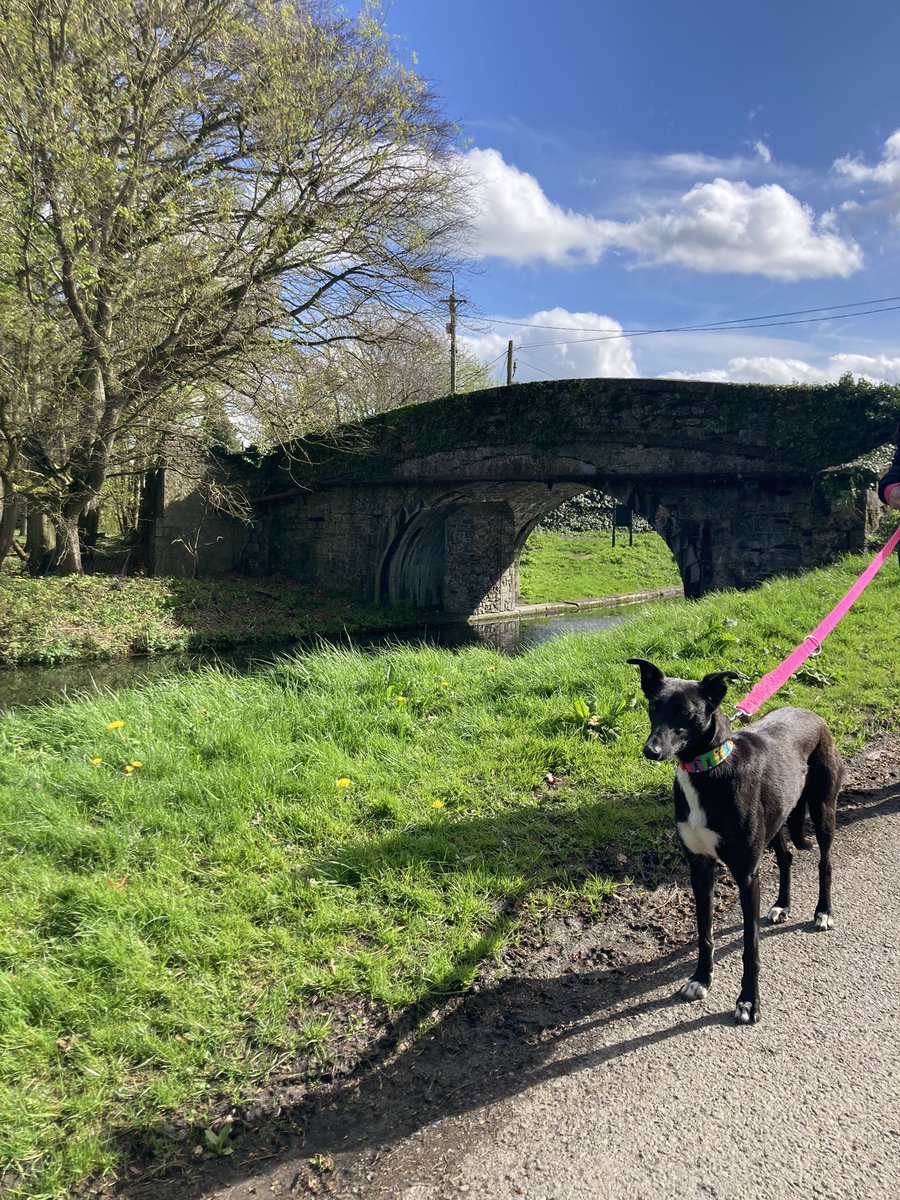 Tiedemax's tweet photo. Lost dog, black Lurcher. She ran into St Stephen‘s park #lostdog #Dublin #StStephen  She unfortunately escaped from her collar #lost https://t.co/zbnSYHWCp7