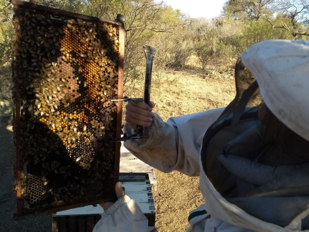 HOY hablamos con Alicia Basilio, docente de la Facultad de Agronomía de la UBA, sobre la apicultura.

#MundoUBA con @RicBraginski
#CNNRadioArgentina 

Cnnradio.com.ar