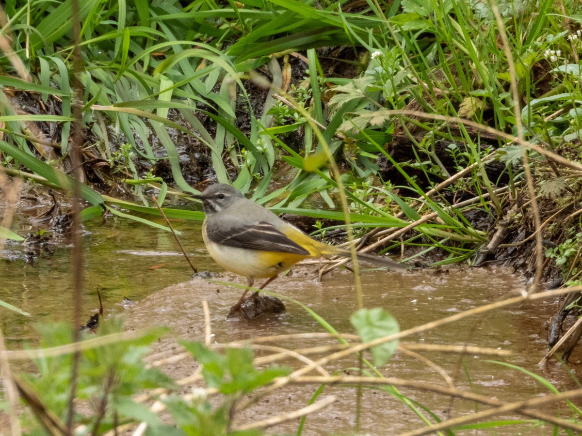 Great walk in the Wyre Forest this morning. Highlights - Pied Flycatchers, Redstarts, Redpolls, Willow Warblers and Grey Wagtail. @WorcsBirding #Worcsbirds