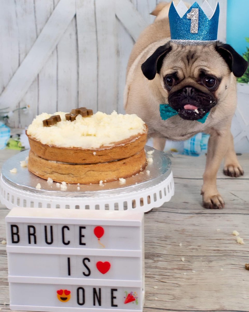 Brucey celebrating his 1st birthday in style 💙💗🐾

👉👉Follow @Pug_fans_  for more content.
*
*
*
*
#Sakura #chaewon #pugslife #pugs #pugclub #pugbasement