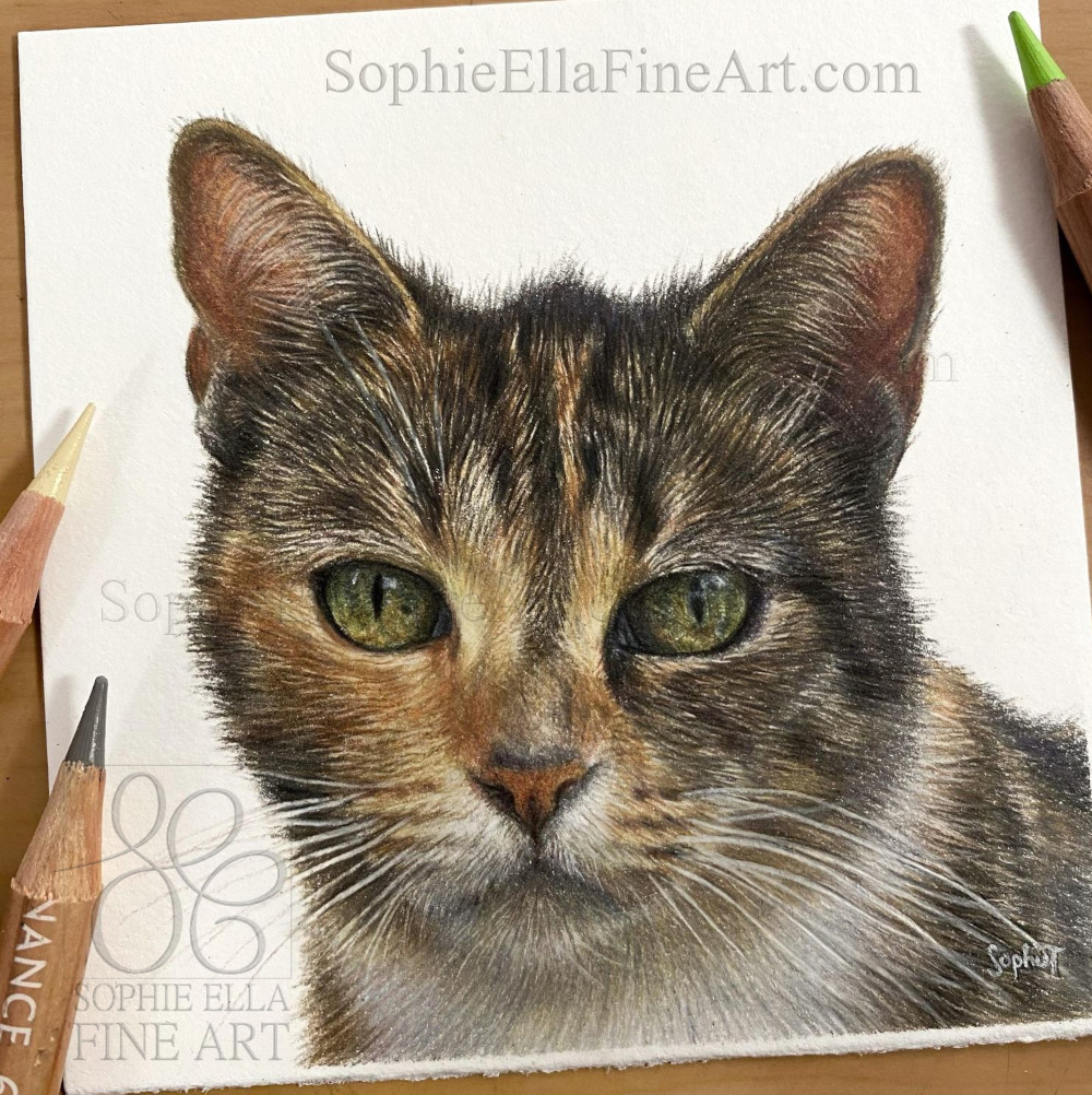 Tetley’s pet portrait ☺️ such a beautiful cat to draw! SophieEllaFineArt.com #animaldrawing #artcommission #catdrawing #giftidea #wipartwork #tabbycat #giftideas #catdrawing #realism #artrealistic #realisticart #colouredpencilartist #petportrait #petportraits #twitterartists