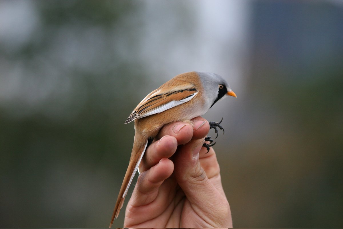 Photos by John Avise of birds in Germany. Shown: a mist-netted bearded tit (also known as bearded reedling). whyevolutionistrue.com/2024/04/14/rea…