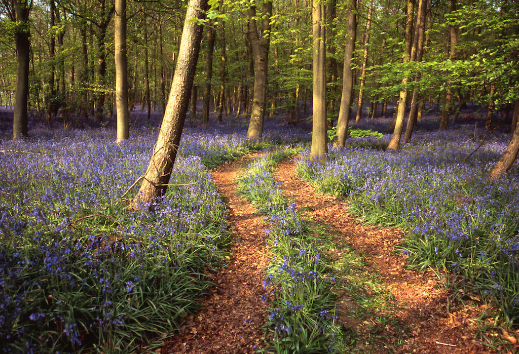 It's that time of year when a breathtaking sea of purple paints the woodland floor! 💜 Please enjoy the beautiful #bluebells whilst sticking to the designated trails to help preserve the delicate flowers🌸 Our best bluebell reserves 👉 shorturl.at/KMRSZ 📷 Brian Oliver