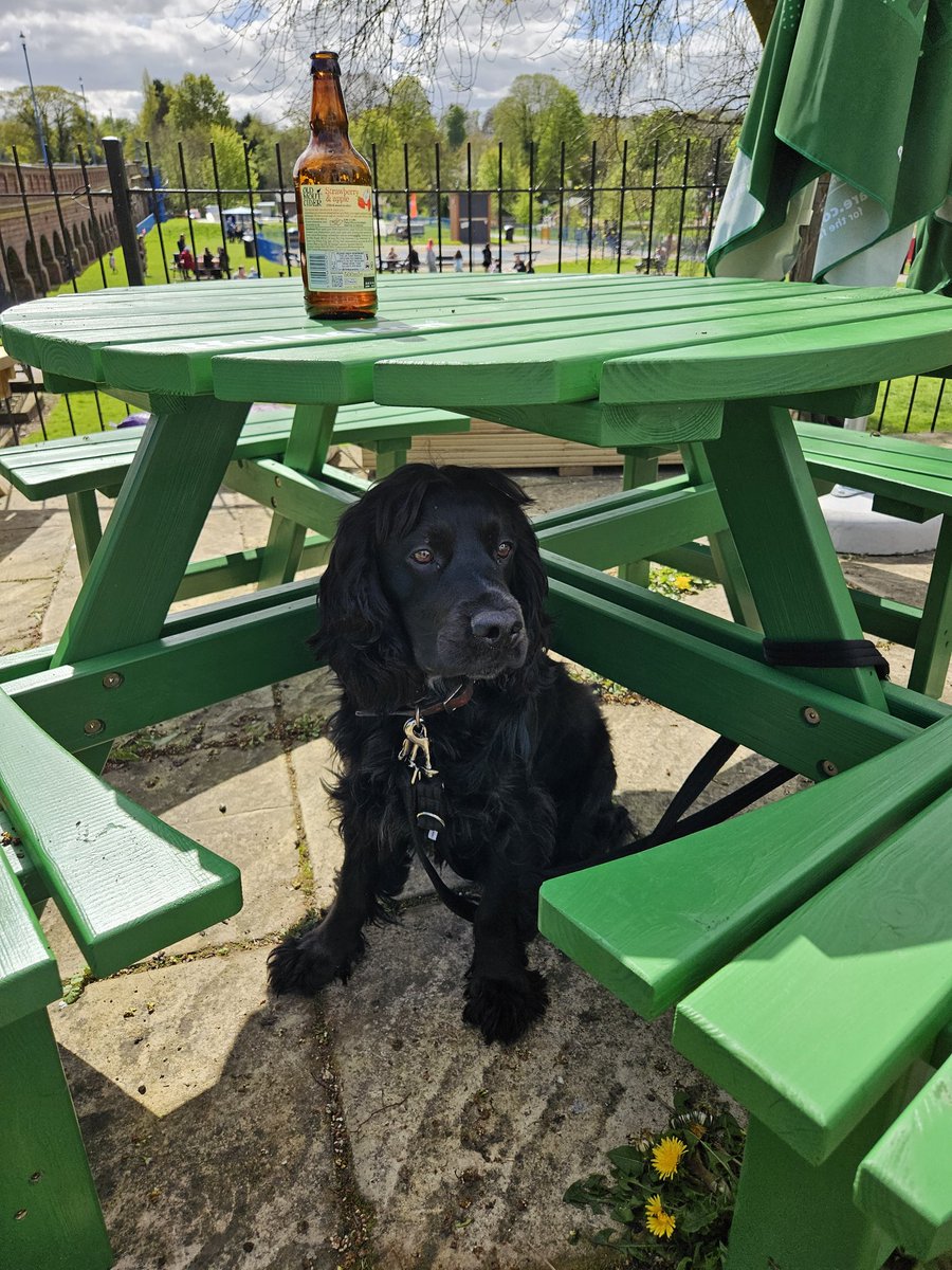 The dog wanted to go to the pub, I promise 👌🤣