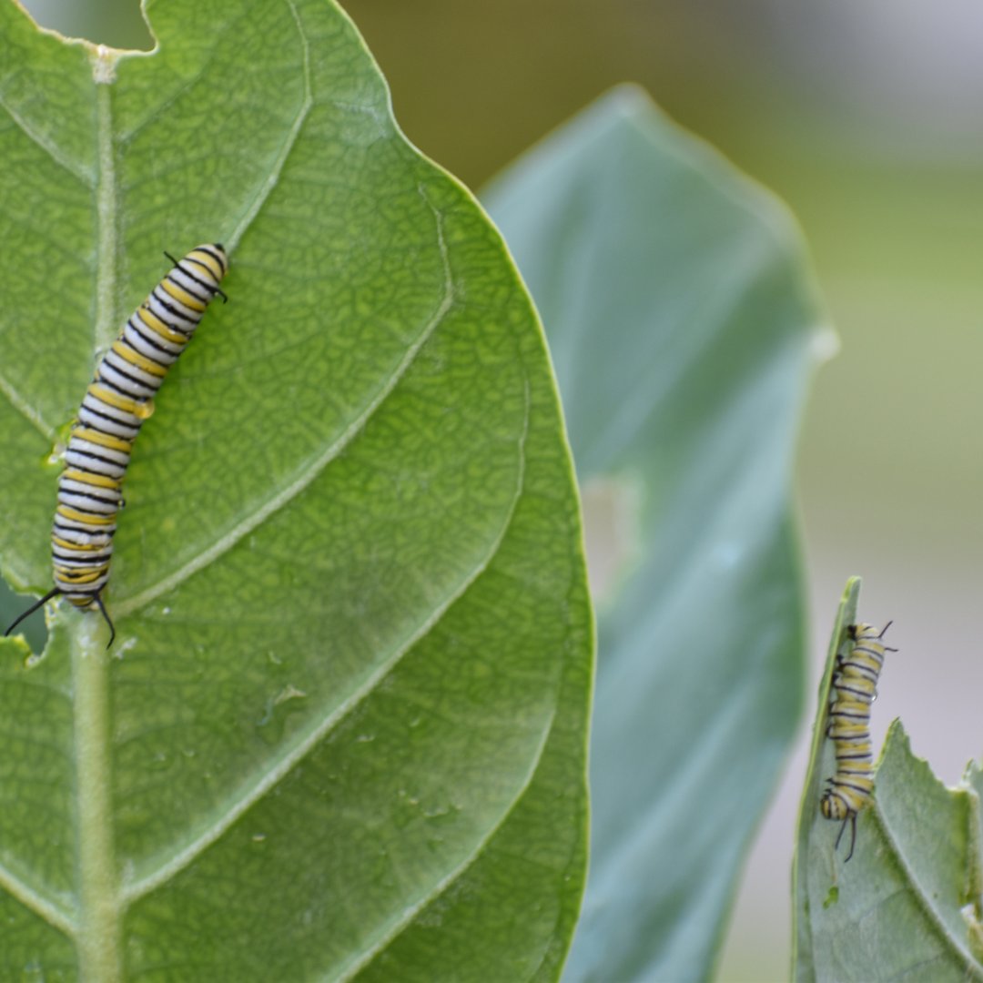 Celebrate #NationalGardeningDay with 20% off our bestsellers! From milkweed to goldenrod to aster, we ship our native plants to 41 states. hubs.la/Q02sM-lD0